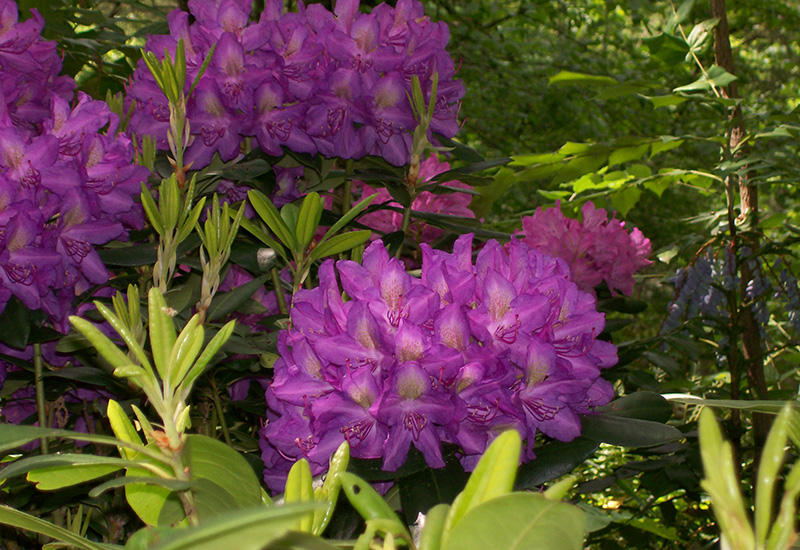 Purple Boursault rhododendrons.