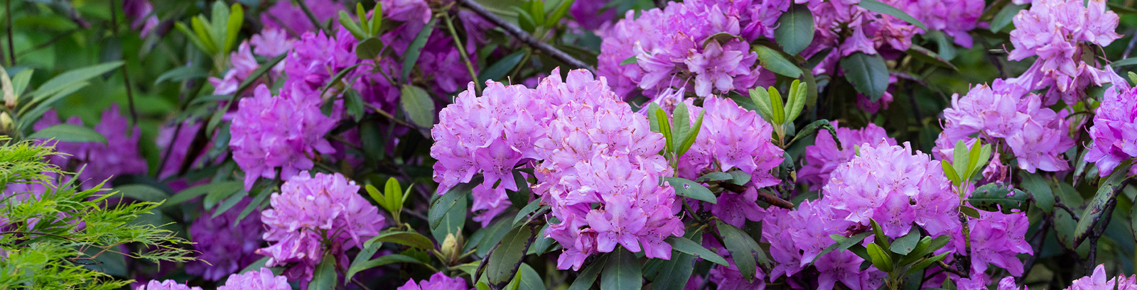Purple rhododendrons.