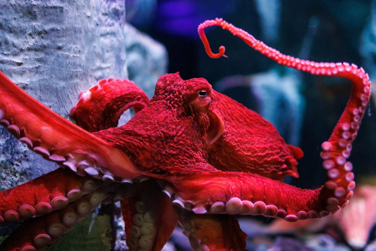 Giant pacific octopus.