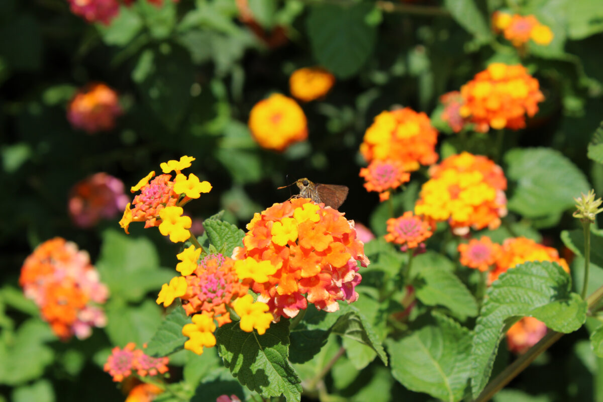 Lantana flowers.
