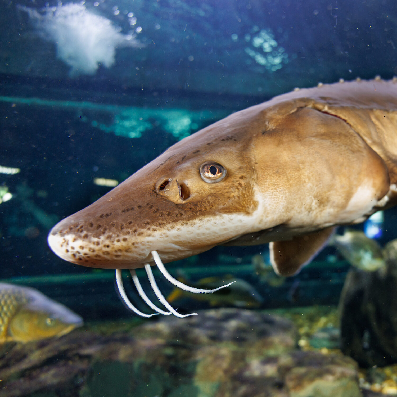 A Lake Sturgeon (Acipenser fulvescens) swims in the Tennessee Aquarium's Tennessee River exhibit.