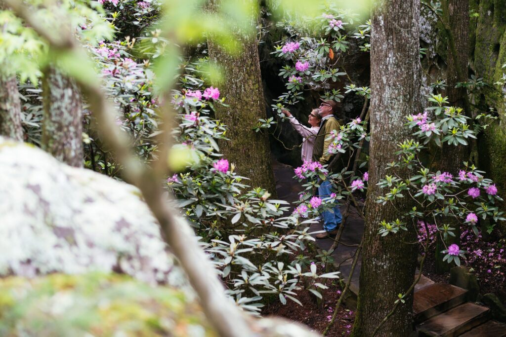 Rock City Blossoms with Botanical Diversity
