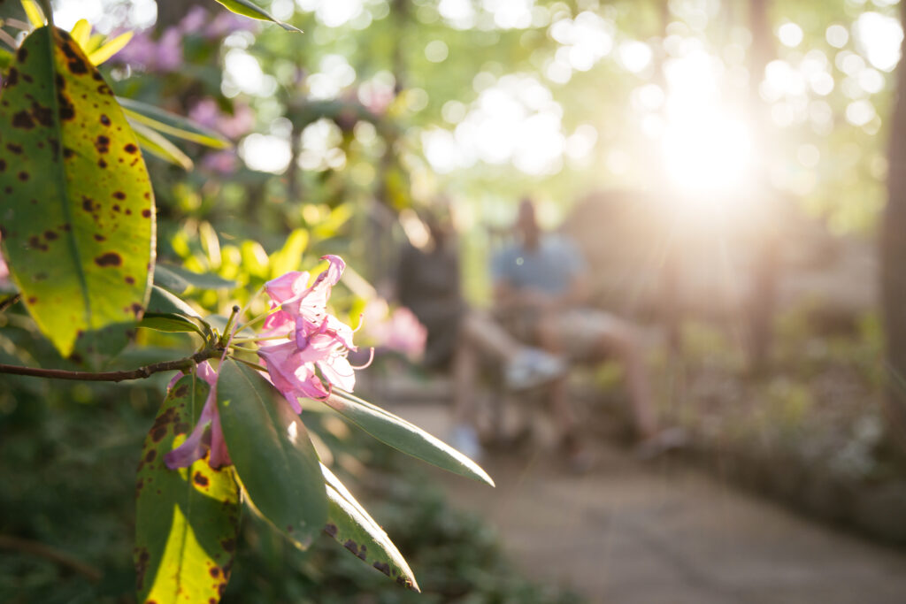 Keep Chattanooga clean: Earth Day events in the Scenic City 